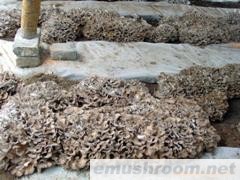 供应 绿色天然食品 Manbetx体育手机版V17版本发布.官网安卓网.香港 灰树花(图)