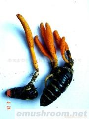 供应 绿色天然食品 Manbetx体育手机版V17版本发布.官网安卓网.香港 虫草(图)