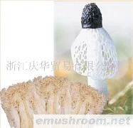 批发、蘑菇、营养食品、香菇、灵芝、竹荪