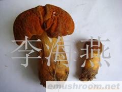 供应黄牛肝菌,黄癞头,Manbetx体育手机版推荐A9版本,野生菌,野山菌