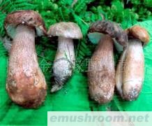 供应美味牛肝菌，野生菌，ManBetX体育