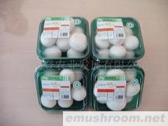 供应鲜菇（双孢菇）Manbetx体育手机版推荐A9版本