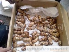 供应鲜松茸和冰冻松茸以及各类野生菌-尽在阿里巴巴