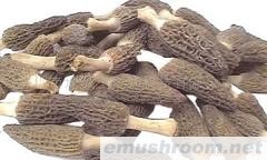 供应各种野生菌