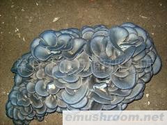 供应平菇菌种 20年专业技术，为客户谋利