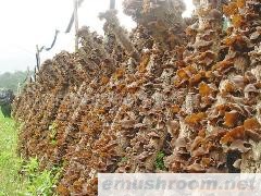 供应椴木黑木耳,青杠黑木耳,青杠木耳,muer