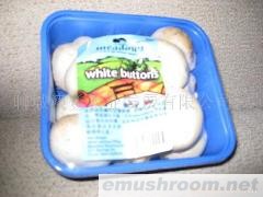 供应优质蘑菇（A级双孢菇ManBetX体育）