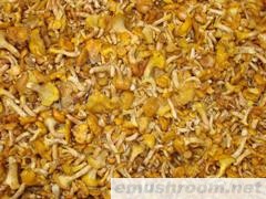 供应鸡油菌 鲜鸡油菌  野生菌