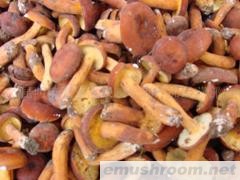 供应奶浆菌  Manbetx体育手机版V17版本发布.官网安卓网.香港