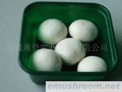 供应绿色食品双孢菇