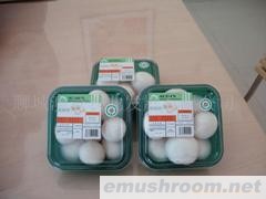 供应绿色食品双孢菇