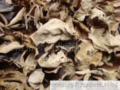 批发种植大木耳 人工大木耳 栽培大木耳 毛耳