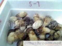 供应野生松茸,鲜松茸,有秋天味觉王之称尤以云南松茸