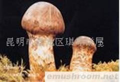 供应新鲜松茸,ManBetX体育，野生菌