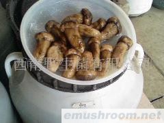 供应鲜野生菌，Manbetx体育手机版推荐A9版本