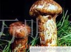 供应松茸，Manbetx体育手机版V17版本发布.官网安卓网.香港,野生菌
