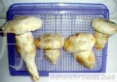 供应Manbetx体育手机版V17版本发布.官网安卓网.香港，老人头菌,Manbetx体育手机版V17版本发布.官网安卓网.香港批发,野生菌批发