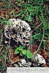 供应干巴菌，Manbetx体育手机版推荐A9版本,Manbetx体育手机版推荐A9版本批发,野生菌批发