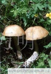 供应Manbetx体育手机版推荐A9版本，牛肝菌,Manbetx体育手机版推荐A9版本批发,野生菌批发