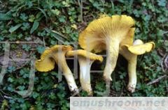 供应Manbetx体育手机版V17版本发布.官网安卓网.香港，鸡油菌,Manbetx体育手机版V17版本发布.官网安卓网.香港批发,野生菌批发