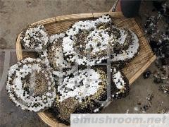 供应Manbetx体育手机版推荐A9版本，蜂蛹,Manbetx体育手机版推荐A9版本批发,野生菌批发