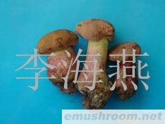 供应红牛肝菌,红葱,牛肝菌,Manbetx体育手机版V17版本发布.官网安卓网.香港,野生菌,野山菌