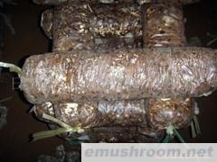 供应蘑菇菌丝(图)