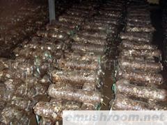 供应蘑菇菌丝(图)