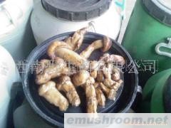 供应鲜松茸和冰冻松茸以及松茸干片等各类野生菌