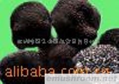 供应黑松露（块菌）