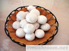 供应优质蘑菇（A级双孢菇Manbetx体育手机版V17版本发布.官网安卓网.香港）