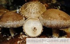 供应鲜香菇(图)