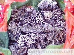 供应鲜干巴菌，冰冻干巴菌，