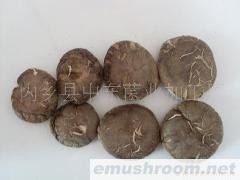 供应出口级香菇及花菇