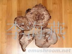 供应黑虎掌菌,牛肝菌,Manbetx体育手机版推荐A9版本,野生菌,野山菌