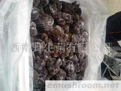 供应云南野生菌,块菌,