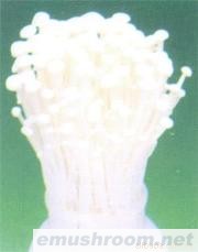 供应Manbetx体育手机版V17版本发布.官网安卓网.香港(图)