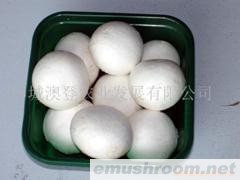 供应A级Manbetx体育手机版推荐A9版本