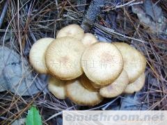 供应青杠菌,野生干杠菌,野生菌,新货上市!!!