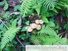 供应青杠菌,干货青杠菌,青岗菌,青杠转