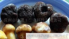 供应鲜松露(图)