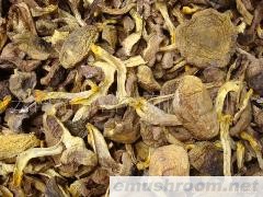 批发细脚黄 野生菌 牛肝菌 ManBetX体育