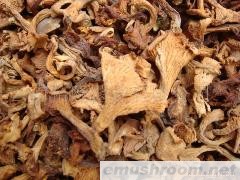 批发鸡油菌 野生菌 牛肝菌  ManBetX体育