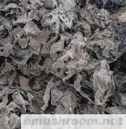 供应优质东北木耳(春耳)
