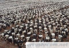 供应优质东北木耳(春耳)