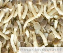 供应姬菇类产品(图)