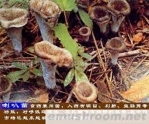 供应喇叭菌(图)