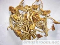 供应干姬菇(图)