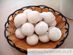 供应双孢菇（特级）
