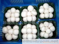 供应鲜菇（双孢菇）